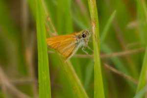 Lake Apopka, Orl,Fl - 2014-06-14 - Skipper, Southern Skipperling (1)