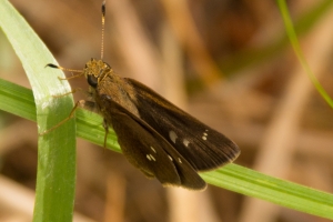 Lake Jackson_2014-05-14 - Skipper, Twin-spot (2)