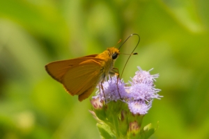 Delaware Skipper 