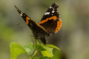 LakeHenrietta_2014-07-13 - Admiral, Red (3)