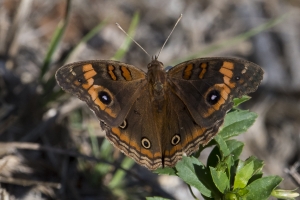 Mangrove Buckeye *