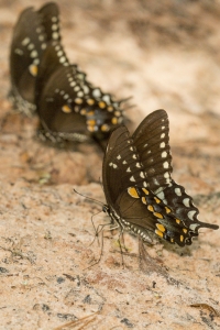 Leon 2015_08_10 - OldCentervilleRd - Swallowtail, Spicebush (1)