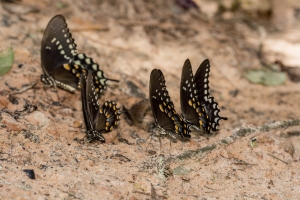 Leon 2015_08_10 - OldCentervilleRd - Swallowtail, Spicebush (3)