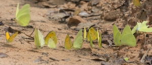 Leon 2015_08_10 - OldCentervilleRd - Yellow, Cloudless - mineralizing (2)