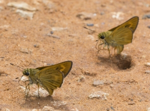 Byssus Skipper 