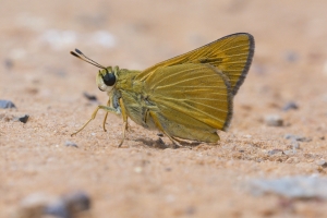 Byssus Skipper 