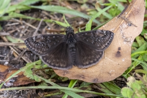 Leon Lk Herietta_2020_03_11 - Duskywing, Juvenal's (7)-FS