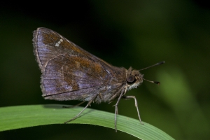 Skipper, Clouded