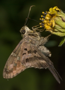 Leon_2015_09_01_EKP - Skipper, Long-tailed (2)_a