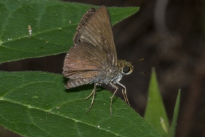 Leon_2015_09_01_EKP - Skipper, Swarthy (2)