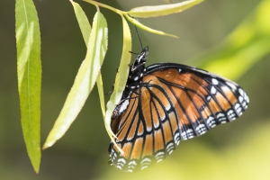 Leon_Audubon_RhodenLanding_2017_03_31 - Viceroy