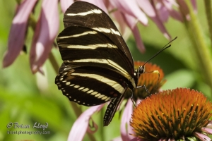 Leon_BkGdn_2016_06_07 - Heliconian, Zebra -c
