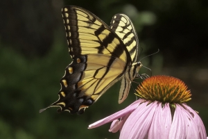 Leon_BkGdn_2016_06_07 - Tiger Swallowtail -PST