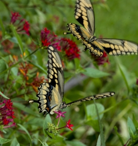 Leon_BkGdn_2016_08_02 - Swallowtail, Giant, pre-mating (2)