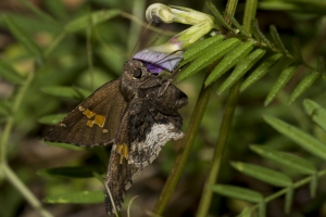 Leon_BkGdn_2017_03_22 - Skipper, Hoary-edged