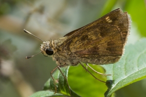 Skipper, Whirlabout (F)
