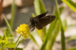 Leon_BlackSwamp_2016_03_22 - Cloudywing, Northern
