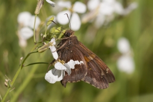 Leon_BlackSwamp_2016_03_22 - Skipper, Silver-spotted (2)