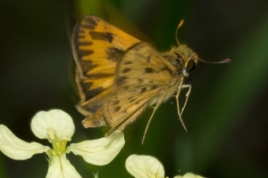 Hesperiinae