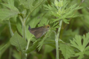 Leon_BlackSwamp_2016_03_31 - Skipper, Dun, (M) (1)