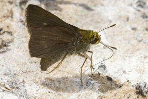Leon_BlackSwamp_2016_04_04 - Skipper, Dun (10)-Fullsized