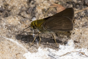 Leon_BlackSwamp_2016_04_04 - Skipper, Dun (9)-Fullsized