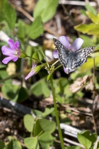 Leon_BlackSwamp_2017_03_09 - Checkered-Skipper, Tropical (1)