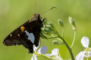 Leon_BlackSwamp_2017_03_09 - Skipper, Silver-spotted (2)