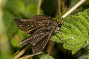 Leon_BlackSwamp_2017_04_26 - Skipper, Dun (1)