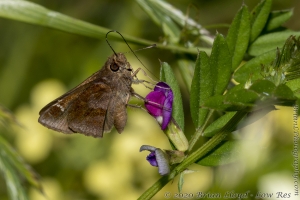 Skipper, Clouded