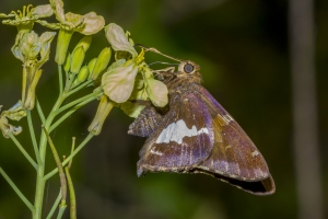 Leon_BlackSwamp_2018_03_14 - Skipper, Silver-spotted, nectaringNEF (1)