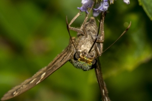 Leon_BlackSwamp_2018_08 - Skipper, Long-tailed -80-websized