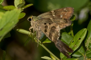 Leon_BlackSwamp_2018_08 - Skipper, Long-tailed -81-websized