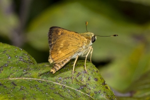 Leon_BlackSwamp_2018_08_28 - Skipper, Southern Broken-dash