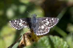 Leon_BlackSwamp_2019_03_05 - Checkered-skipper, Common_2