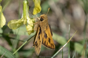 Skipper, Fiery (M) 