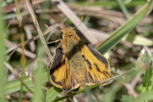 Skipper, Fiery (M) 