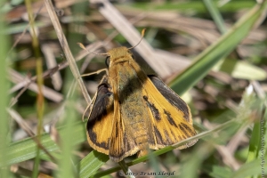 Skipper, Fiery (M) 