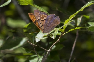 Leon_EK Phipps_2017_09_09-14_NABA-AUDUB - Emperor, Tawny