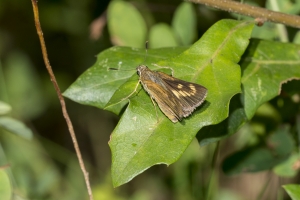 Byssus Skipper (F)