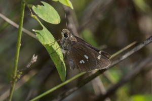 Leon_EK Phipps_2017_09_09-6_NABA-AUDUB - Skipper, Twin-spot