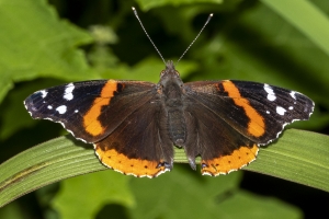 Red Admiral *