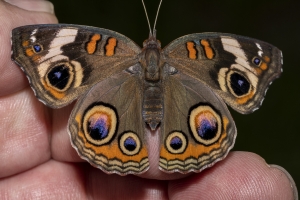 Leon_EK Phipps_2020_04_20 - Buckeye, Common (1)