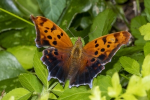 (NYMPHALIDAE) - Brushfooted Butterflies