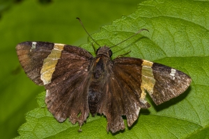 Leon_EK Phipps_2020_04_20 - Skipper, Golden-banded