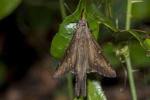 Leon_EKP@26P_2017_04_25 - Longtail Skipper, Dorantes (1)