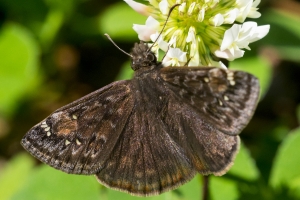 Leon_EKP_2016_03_14 - Duskywing, Horace's (2)