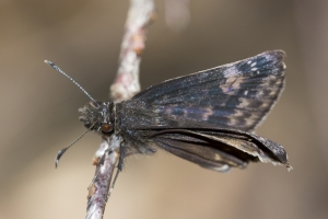 Leon_EKP_2016_03_14 - Duskywing, Zarucco (4)