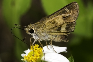 Skipper, Whirlabout (F)