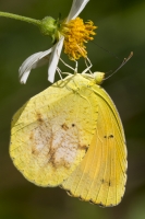 Leon_EKP_2016_06_21 - Orange, Sleepy (1)